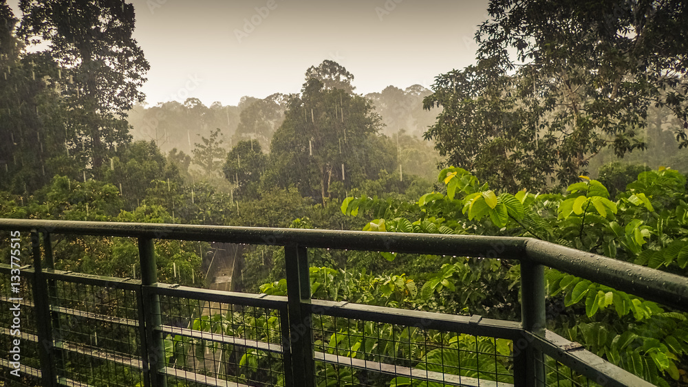 Fototapeta premium Rainy day in rainforest, wiew from the Canopy Walk Tower In Sepilok, Borneo