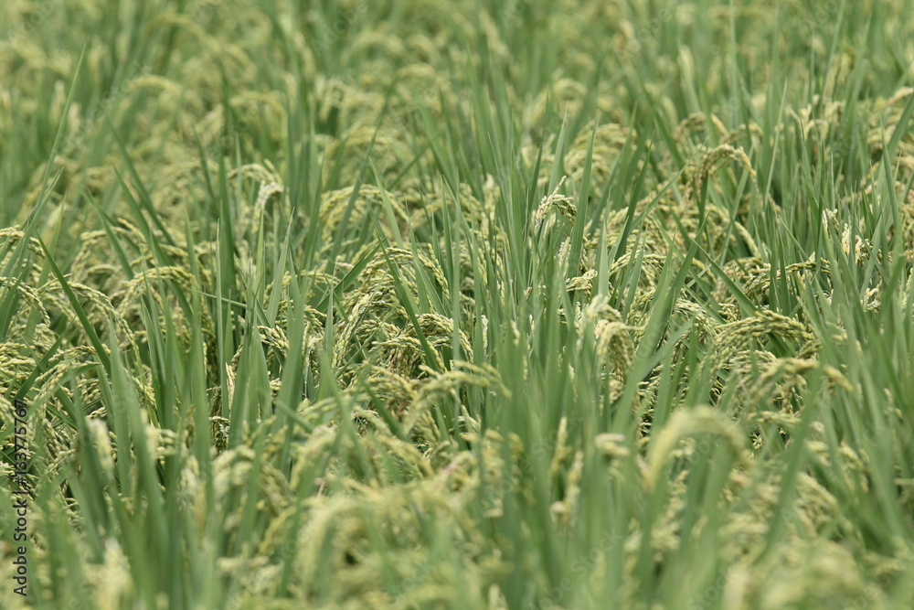 Obraz premium まだ青い稲穂