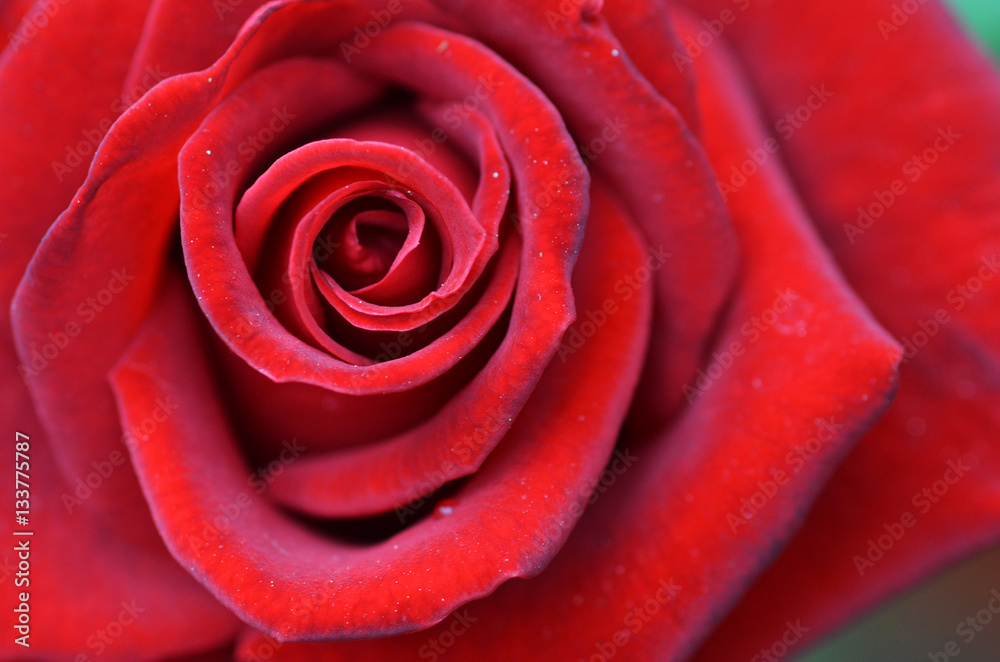 Macro shot of a red rose Macro shot of a red rose