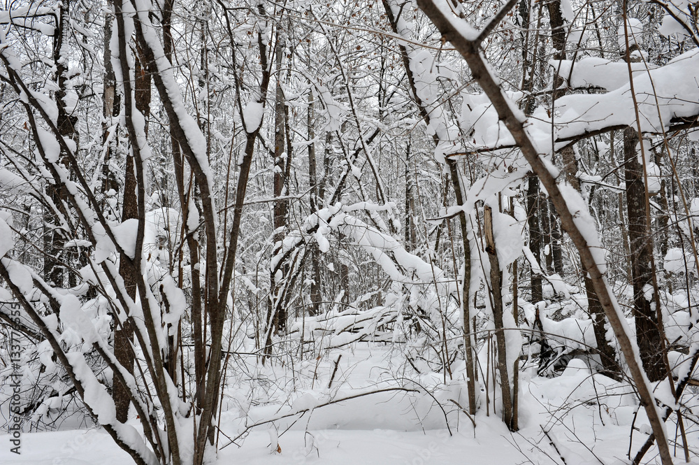 Winter fairy tale in the forest. Winter fairy tale in the forest.