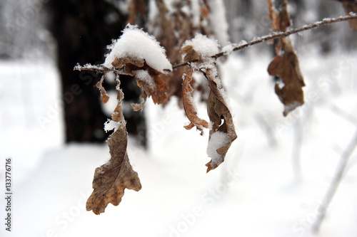 Branches with yellow leaves under snow winter.