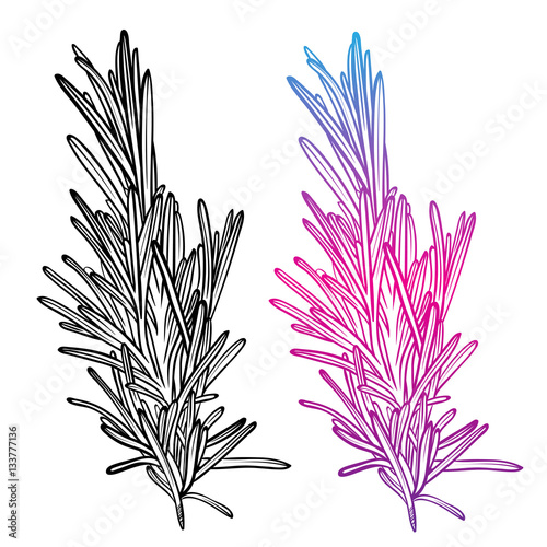 Vector botanical illustration with plant rosemary. Linear print with rosemary or lavender in Provence.