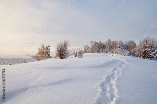 Path trail on winter sunset white snow field on the background of frozen birch trees forest Altai Mountains, Siberia, Russia