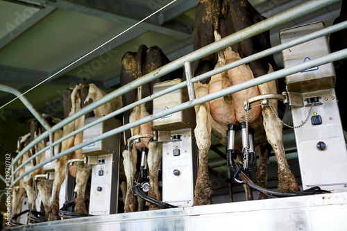 cows and milking machine at rotary parlour on farm