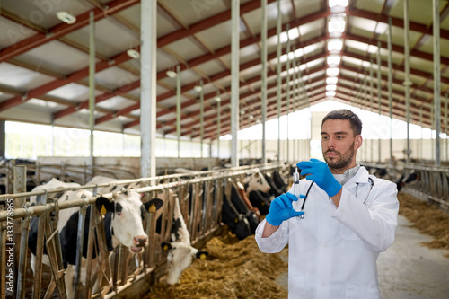 veterinarian with syringe vaccinating cows on farm photo