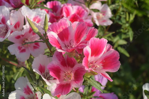 Fototapeta Naklejka Na Ścianę i Meble -  Розовые с белым цветы годеция на клумбе крупным планом, однолетники