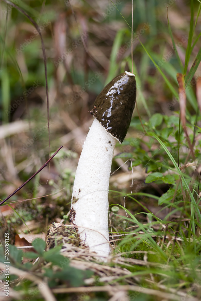 Mushroom Phallus Impudicus Mushroom Phallus Impudicus