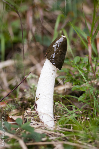 Mushroom Phallus Impudicus