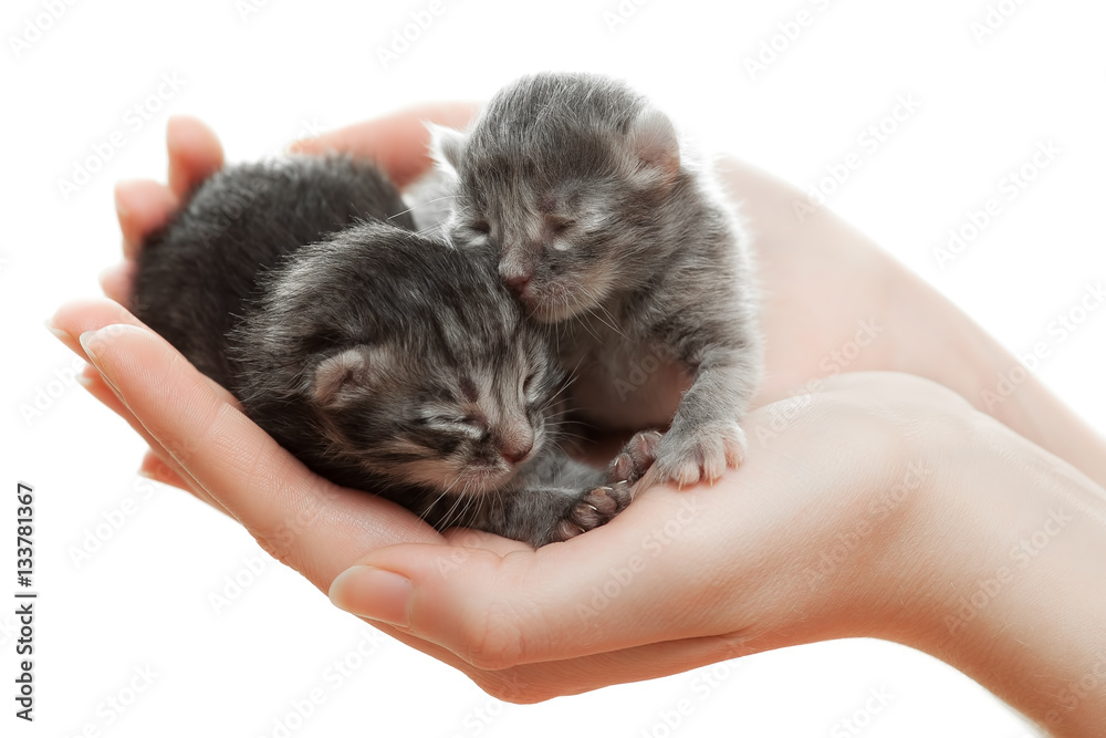 Fototapeta premium Newborn gray kittens in hands.