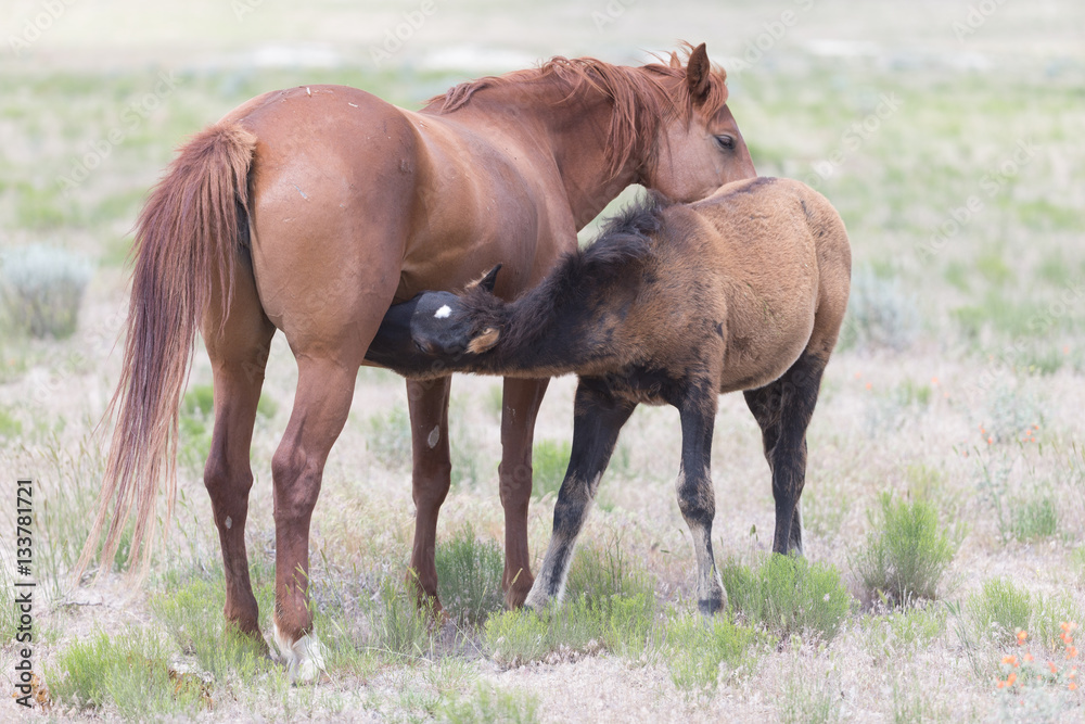 Wild Mustangs in the Great Basin Desert of Utah Wild Mustangs in the Great Basin Desert of Utah