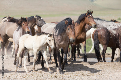 Fototapeta Naklejka Na Ścianę i Meble -  Wild Mustangs in the Great Basin Desert of Utah