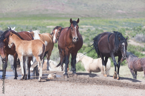 Wild Mustangs in the Great Basin Desert of Utah