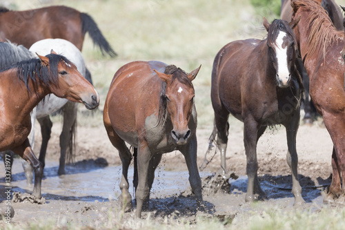 Fototapeta Naklejka Na Ścianę i Meble -  Wild Mustangs in the Great Basin Desert of Utah