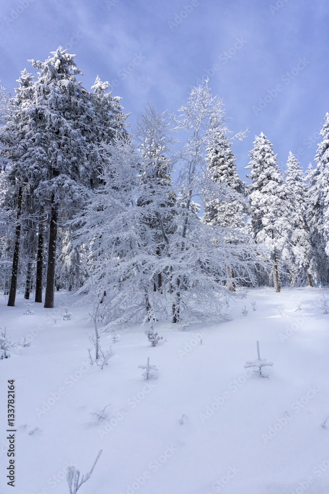 Winter landscape, trees in mountains covered with hoarfrost Winter landscape, trees in mountains covered with hoarfrost