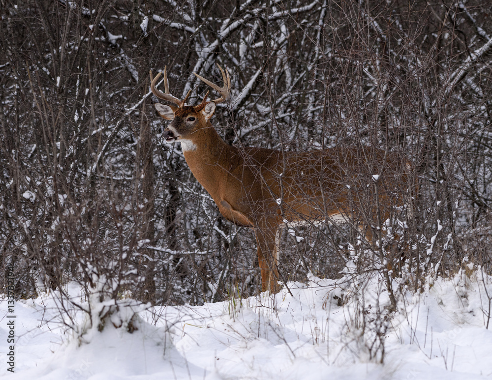 Obraz premium White-tailed Deer Buck in Winter