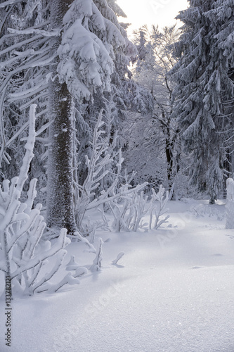 Winter mountain landscape, trees covered with hoarfrost and snow