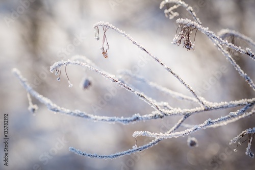 Plants with rime in close up