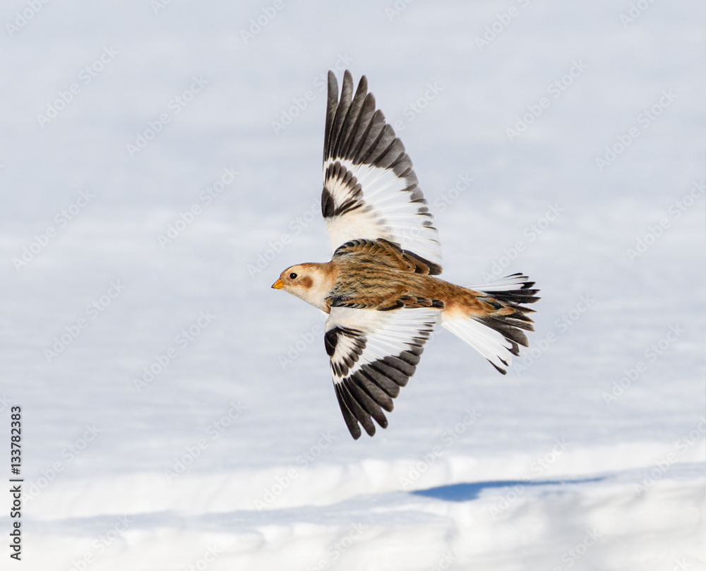Fototapeta premium Snow Bunting in Flight in Winter