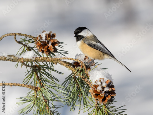Black-Capped Chickadee on a Pine Branch with Cones in Winter 