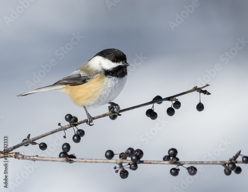 Black-Capped Chickadee on a Berry Branch in Winter 