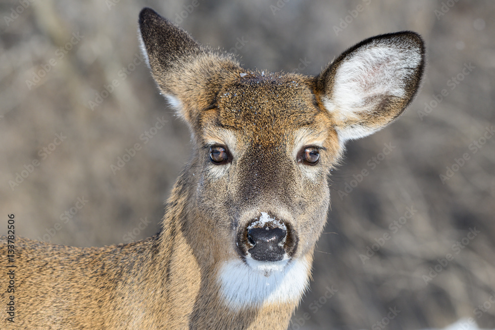 White-tailed Deer Doe Portrait in Winter White-tailed Deer Doe Portrait in Winter