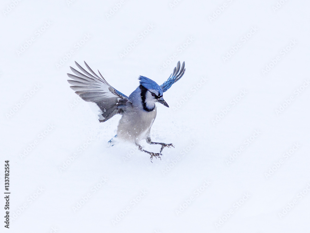 Blue Jay Landing on Snow in Winter Stock Photo | Adobe Stock