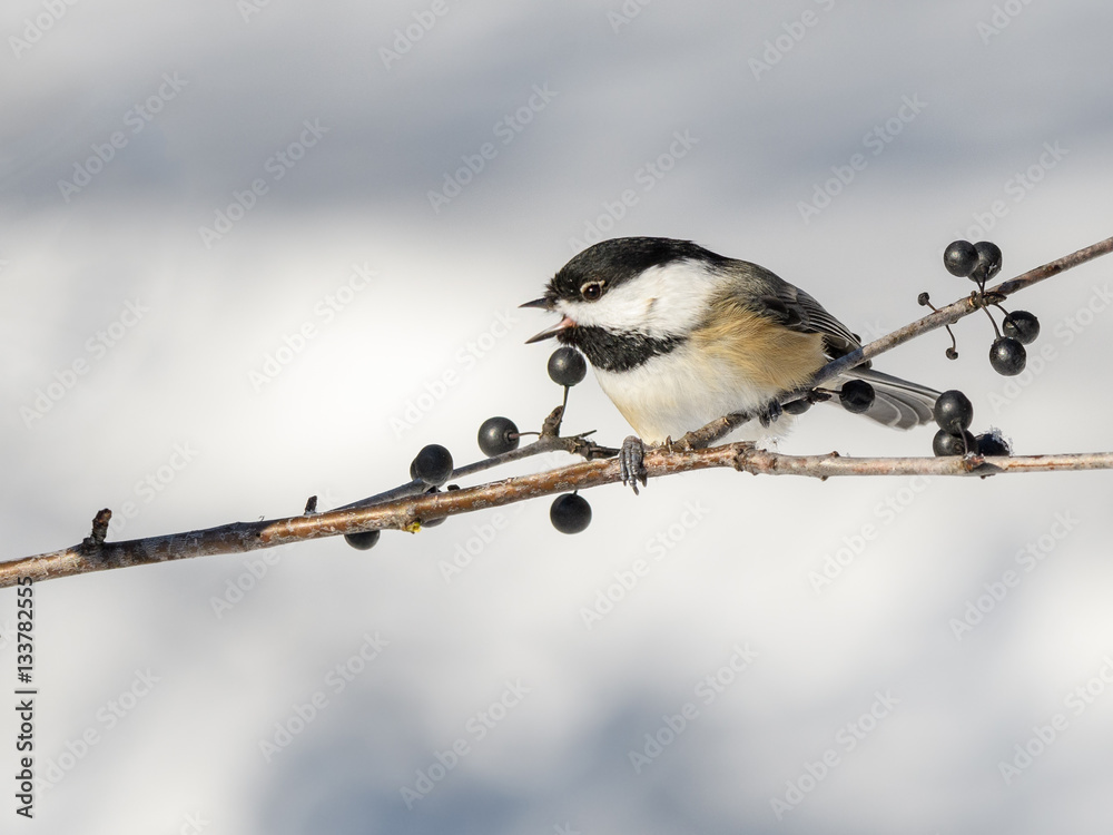 Naklejka premium Black-Capped Chickadee in Winter