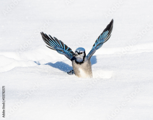 Blue Jay with Open Wings Perched on Snow © FotoRequest