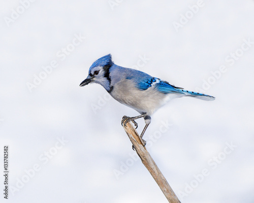 Valokuvatapetti Blue Jay in Winter