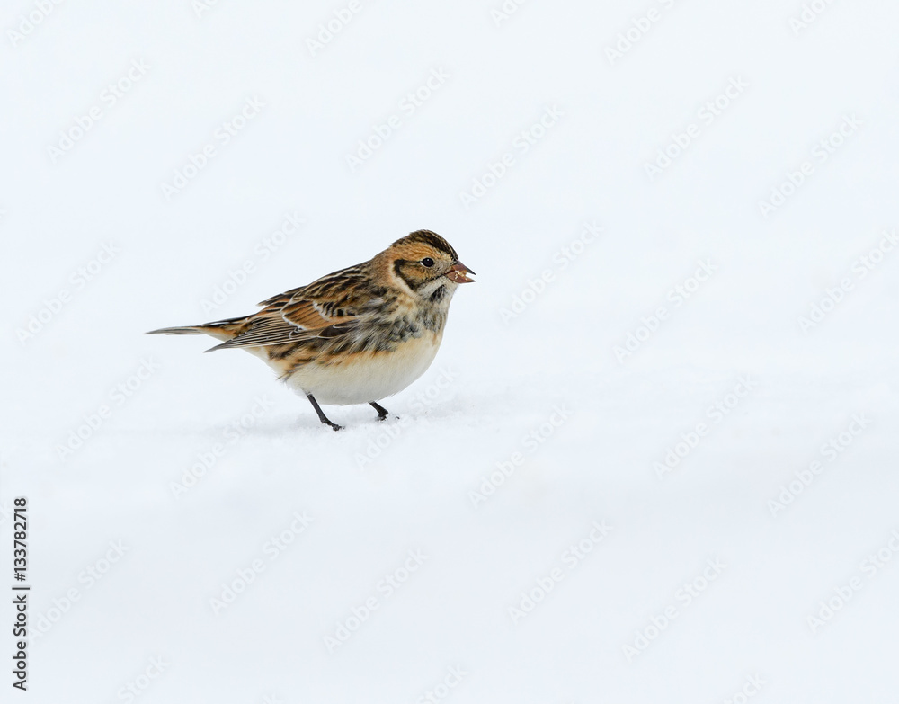Lapland Longspur in Winter Lapland Longspur in Winter