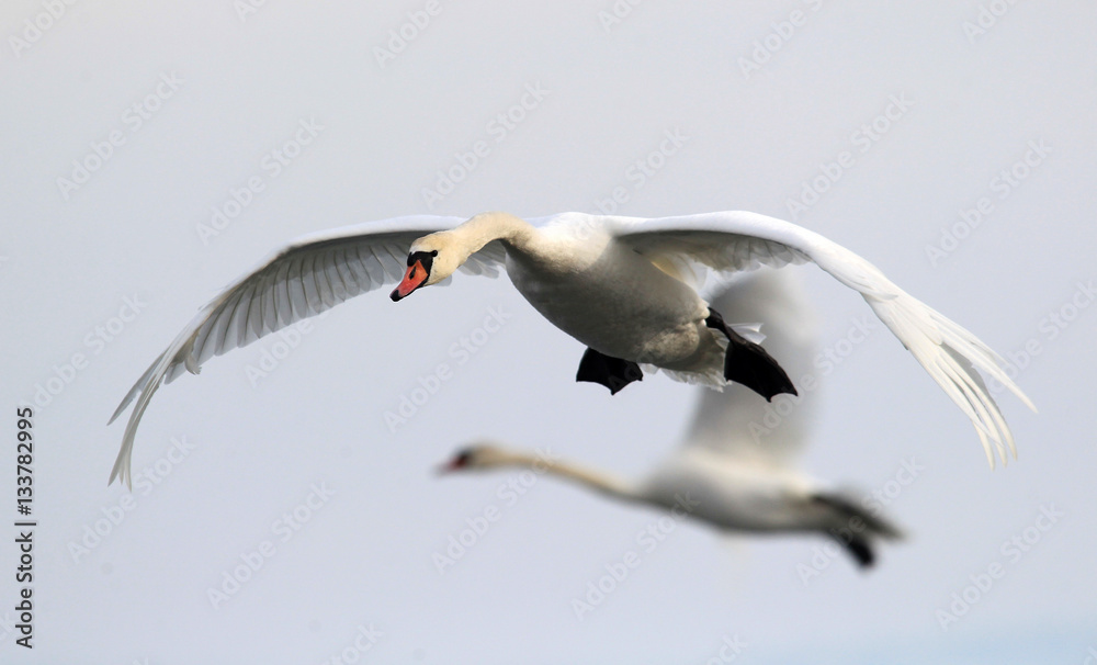 Swan flying over frozen river Danube covered with snow, in Belgrade, Zemun, Serbia. Swan flying over frozen river Danube covered with snow, in Belgrade, Zemun, Serbia.