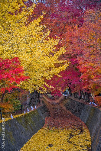 Beautiful colour trees at Maple corridor in autumn season , Kawaguchi, Japan.