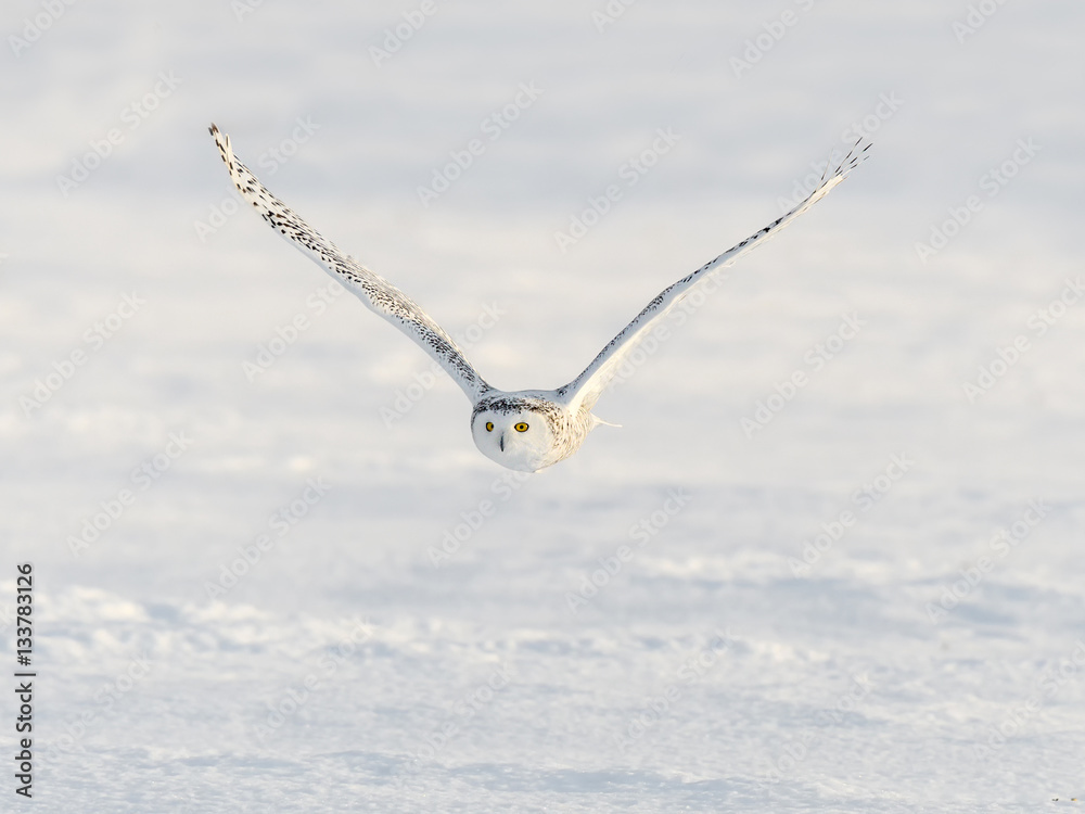 Snowy Owl Flying Over Snow Field Snowy Owl Flying Over Snow Field