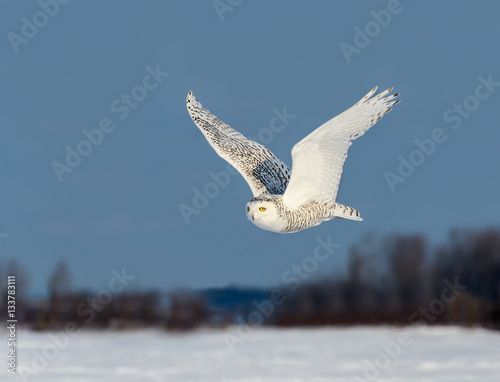 Snowy Owl Flying Over Field on Blue Sky