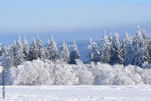 Bäume und Büsche in klarer Winterluft