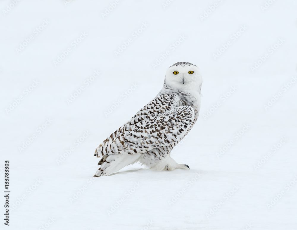 Fototapeta premium Snowy Owl Perched on Snow