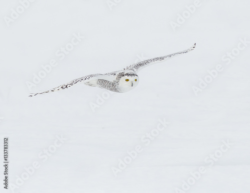 Snowy Owl in Flight Over Snow Field  