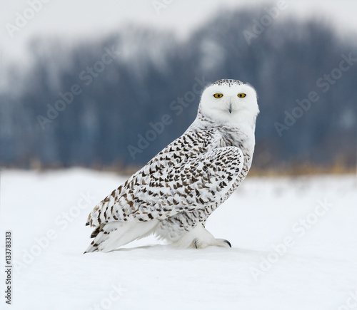 Snowy Owl Perched on Snow Field, Portrait