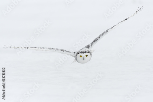 Snowy Owl in Flight over Snow Field