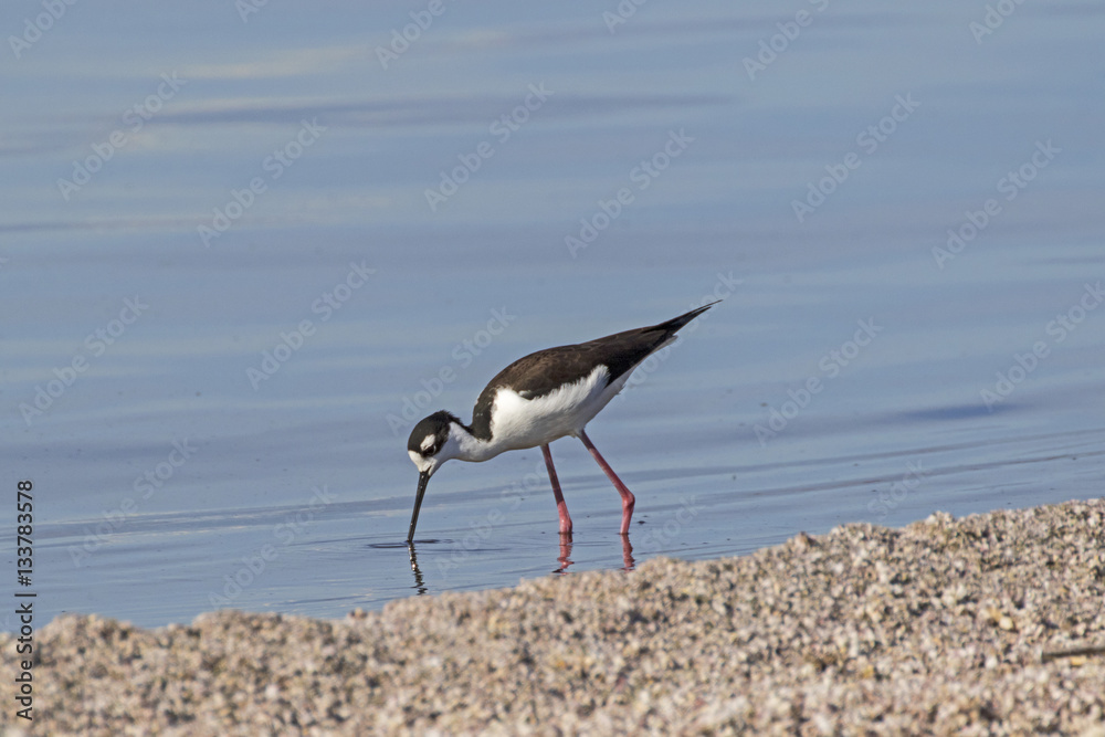 Bird black-necked stilt bird at Salton Sea in California desert Bird black-necked stilt bird at Salton Sea in California desert