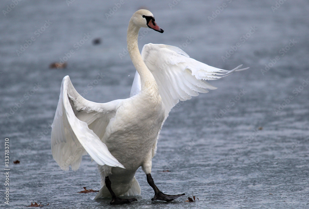 Naklejka premium Mute swan walking on the ice of a frozen river Danube, in Belgrade, Zemun, Serbia.