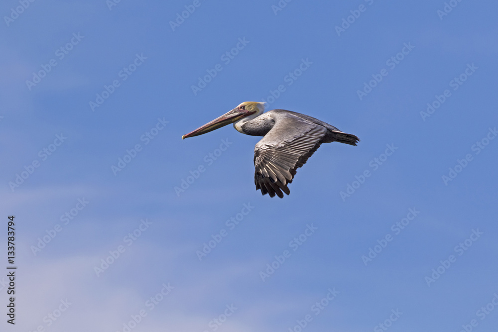 Obraz premium Bird brown pelican flying at Salton Sea nature preserve in California desert