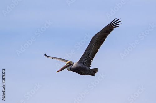 Bird brown pelican soars over Salton Sea in California desert