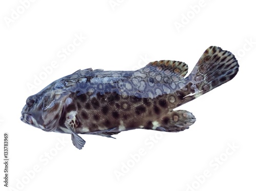 Spotty grouper fish 
