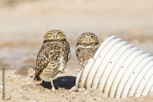 Birds burrowing owls at Salton Sea nature reserve