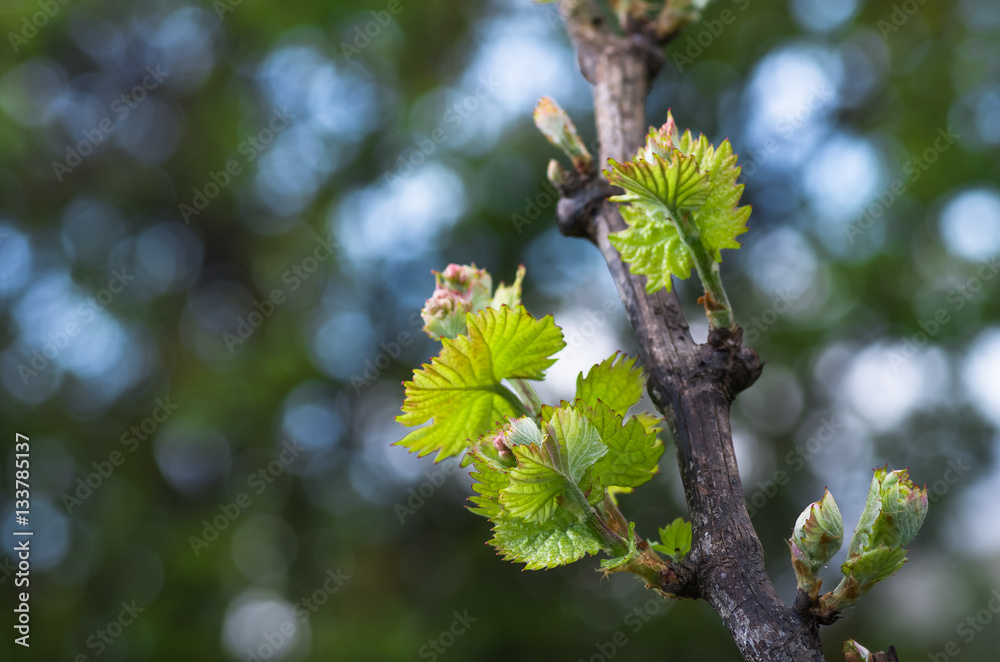 shoots and leaves of grapes on the vine spring shoots and leaves of grapes on the vine spring