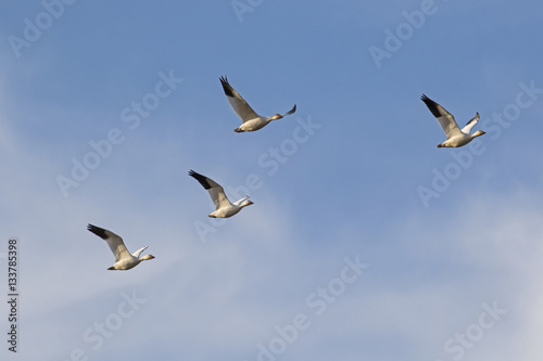 Birds flock of snow geese flying at Salton Sea nature area