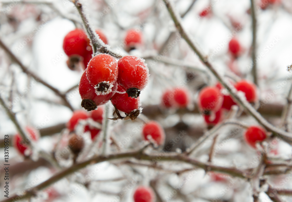 Red rosehip berries in winter frost closeup Red rosehip berries in winter frost closeup