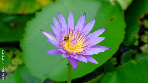 purple lotus and bee