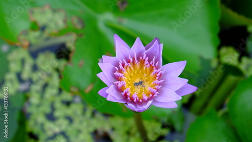 purple lotus and bee © mahaaphoto